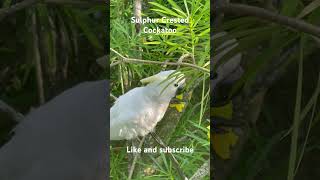 Sulphur Crested Cockatoo [upl. by Odravde]