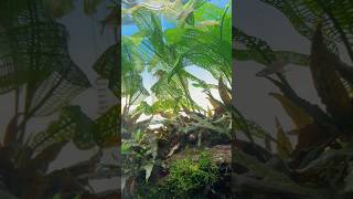 Aponogeton madagascariensis aka Madagascar lace plant Aqurium ada india shorts shortsvideo [upl. by Nemracledairam]