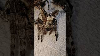 Pictorial of our pets BARK SPIDERS Caerostris sp Cute na Gagamba spiderdoc [upl. by Perren]