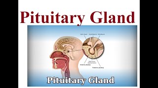 Pituitary gland structure and functions  2024 [upl. by Marlo]