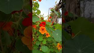 tropaeolumtropaelolaceae herbnasturtium uttarakhand flowers nature winter [upl. by Jeniffer]