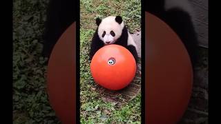 panda jugando con fútbol⚽️🐼pandadesiigner panda pandabear pandashorts pandasong pandacartoon [upl. by Codding802]