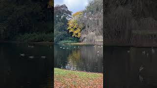 Autumn in Netherlands  Groningen 2024 shorts travel [upl. by Kannry]