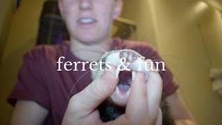 Everything You Need to Know Before Buying A Ferret [upl. by Sayer578]