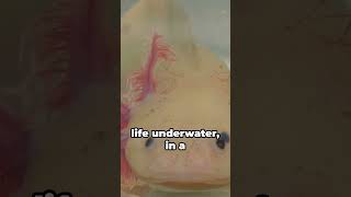 Meet the Axolotl  The Real Life Pokémon with Superpowers [upl. by Zendah210]