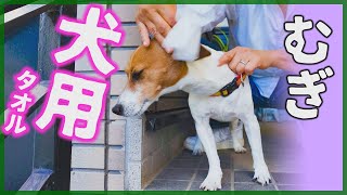 【わんこ】秋の公園にお散歩しに行ったらペット用タオルで全身を拭かれちゃったジャックラッセルテリアのむぎの巻【犬動画】 [upl. by Fidellia880]