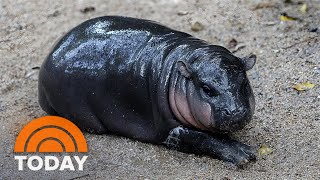 Meet Moo Deng the adorable baby pygmy hippo that’s going viral [upl. by Errehs]