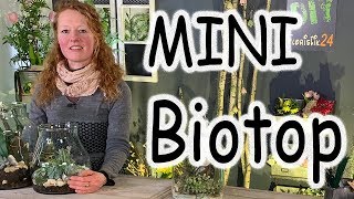 DIY Mini Biotop im Glas  Florarium  Terrarium  Flaschengarten  Floristik24 [upl. by Eceinehs]