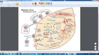 Paramyxoviridae Multiplication Cycle [upl. by Allrud]