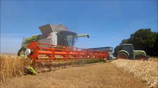 Moisson dorge 2017 en Lexion 770 TT Version complète [upl. by Oam]