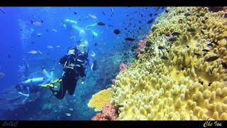 Diving at West Malaysia top 2 island after MCO  Redang and Lang Tengah islands [upl. by Artemus675]