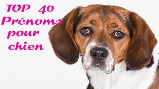 top 40 prénoms pour chien [upl. by Meave936]