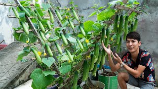 Method of growing cucumbers in plastic containers Growing cucumbers easily at home [upl. by Nnairret]