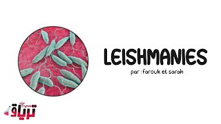 Parasitologie خفيف ظريف  leishmania  par  Farouk et Sarah [upl. by Anaejer]