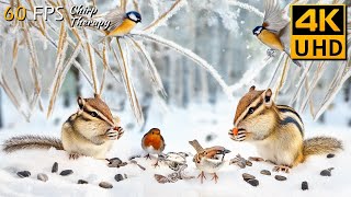 Cat TV for Cats to Watch 😺 Winter with Birds Chipmunks and Squirrels 🐦🐿️ 8 Hours4K [upl. by Arimahs658]