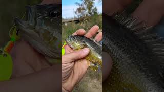 Sunfish In The Creek 1 of 4 [upl. by Eserehc]