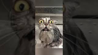 My cat when first time showering it shorts animation funnymemes [upl. by Yesor]