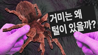 의외로 생존에 필수 요소라는 털 [upl. by Eimor]