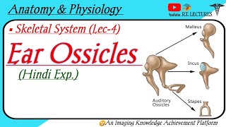 Ear Ossicles  Associated Skull Bones  Auditory ossicles  Anatomy amp Physiology [upl. by Latnahc]