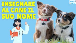 Come Insegnare al Cane il suo Nome Metodo Rapido ed Efficace [upl. by Ayekin45]