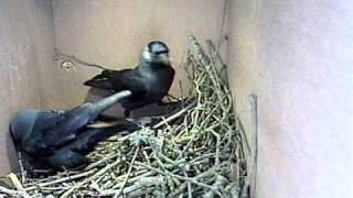 Jackdaws nest building 2011 [upl. by Gib]