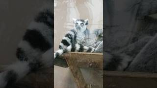 Ringtailed lemur family nature animals chill cute [upl. by Aidnyl]