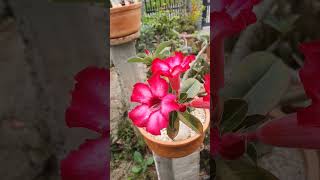 Rosa do deserto🌹🥀 Rosa rosadodeserto plantas jardim jardinagem plantsshortsshortvideo short [upl. by Marquardt77]