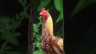 sandaseval videos  sandakoli valarppu  kattu seval shorts birds rooster love birds [upl. by Lihkin]