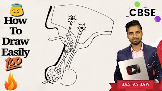 How to draw Pituitary Gland with Hypothalamus for beginners [upl. by Garrick794]