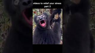 Videos to relieve your stress part 3animals funny shorts yt [upl. by Atkinson870]