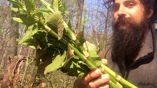 Japanese Knotweed  A Food Medicine Teacher and Herbal Healer [upl. by Gnilyam]