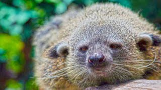 Binturong Lives in The Tropical Rainforests [upl. by Mosa]