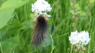 Woollybear Caterpillar Munching White Clover Flower ヒトリガ（蛾）幼虫がシロツメクサの花を食べる [upl. by Malim]