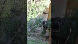 Akobi the pygmy hippo at the Houston zoo pt 1 [upl. by Gladine]