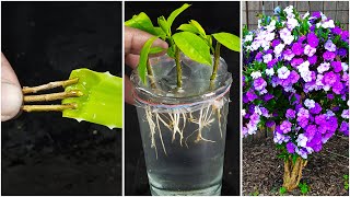 How to propagate Yesterday Today and Tomorrow plant Shoot Tip cutting Brunfelsia Paciflora [upl. by Teodoor]