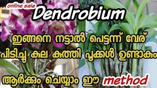 Dendrobium Orchid propagation  Easy methodMalayalam [upl. by Arsuy]