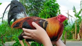 Reasons why Gamefowl Bloodline Deteriorates Over time [upl. by Monah]