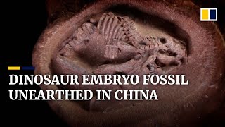 Perfectly preserved hadrosaurus embryo fossil discovered in China [upl. by Avat310]