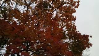 Orange Fiery Tree at Wycliffe Primary School in Bordsley Green on October 25th 2024 [upl. by Yerfoeg]