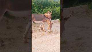 Pair of Donkey eating grass [upl. by Reiniar69]