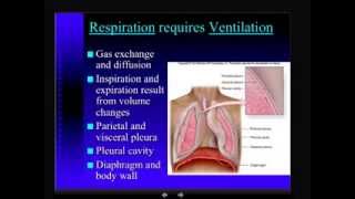 Anatomy  Respiratory System  Part 3 [upl. by Gwennie824]