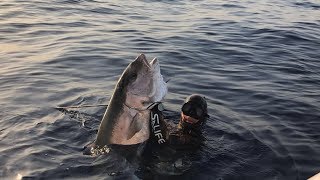 Pesca sub Incredibile Ricciola sui 50 kg  mediterraneo  Spectacular Great Amberjack about 50 kg [upl. by Pul215]