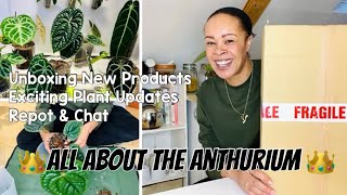 All About My Anthuriums  Care Repot amp Eastern Tropical Unboxing 🧚🏽 [upl. by Rosabel]