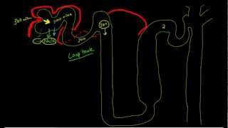 Renal Physiology Concentration of Urine [upl. by Anevad]