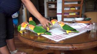 The Funniest Pet in the World Caique Workshop [upl. by Medora]