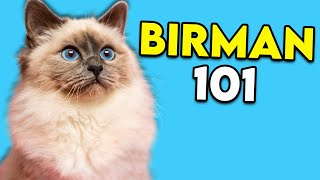 Birman Cat 101  This LongHaired Cat Is Actually Really EASY TO GROOM [upl. by Ennaharas]