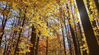 Short Autumn Walk at Longwood Gardens [upl. by Nivad]