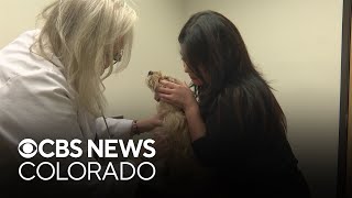 Proposition 129 outcome to impact future of Colorados veterinarian shortage [upl. by Acirtap853]