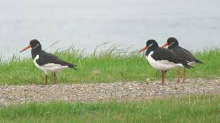 Eurasian Oystercatcher Haematopus ostralegus Rozenburg ZH the Netherlands 10 Nov 2024 21 [upl. by Yoral]