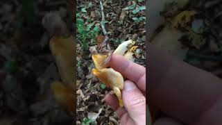 Lisičarka Cantharellus cibarius Chanterelle Echter Pfifferling nature forest viral [upl. by Squire]